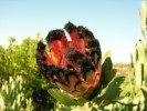 Protea Rose Mink